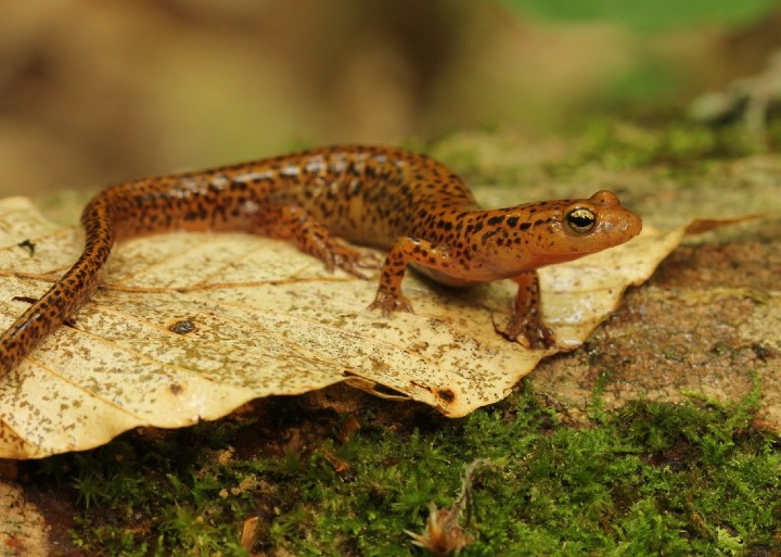 Long-tailed Salamander